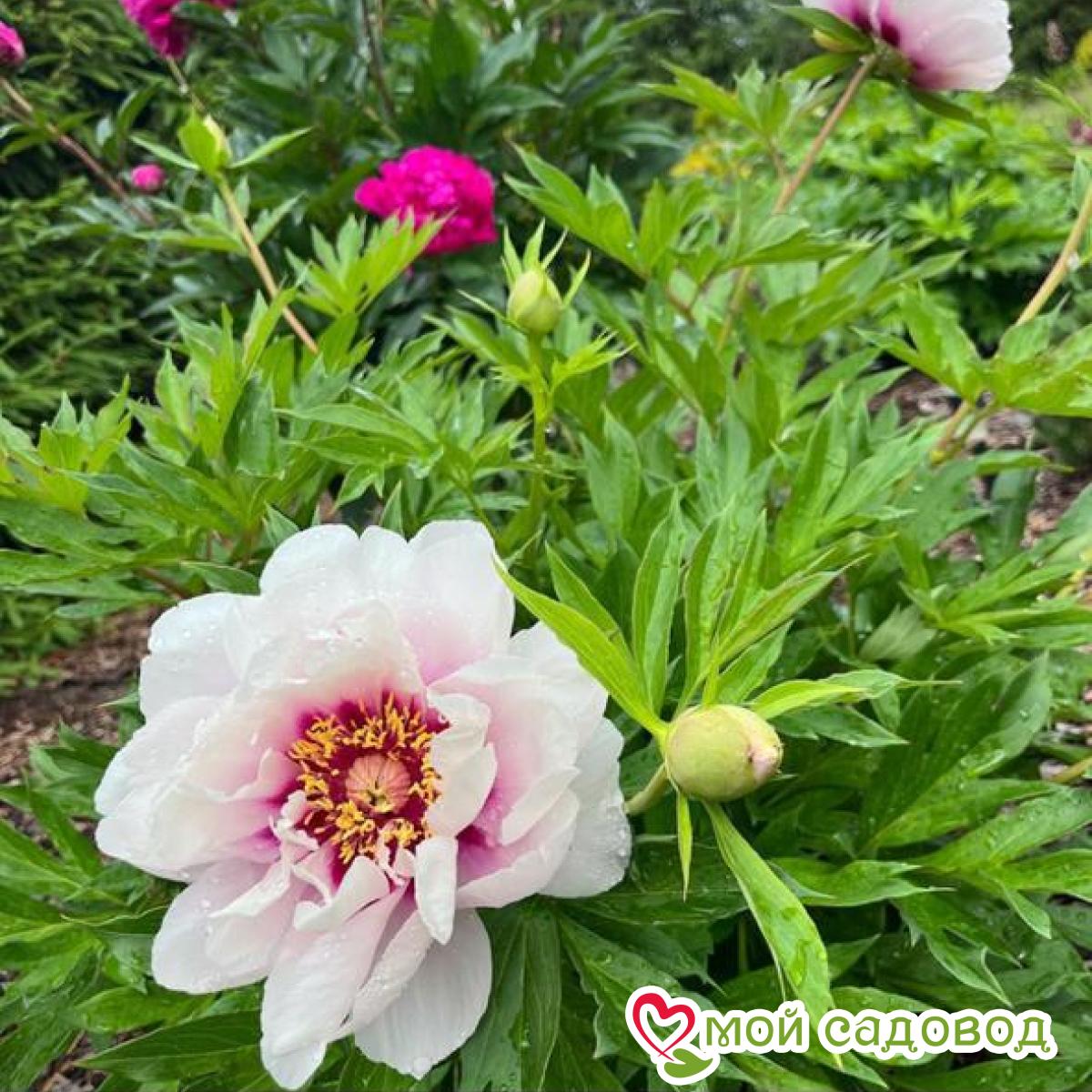 Пионы Кора Луиза