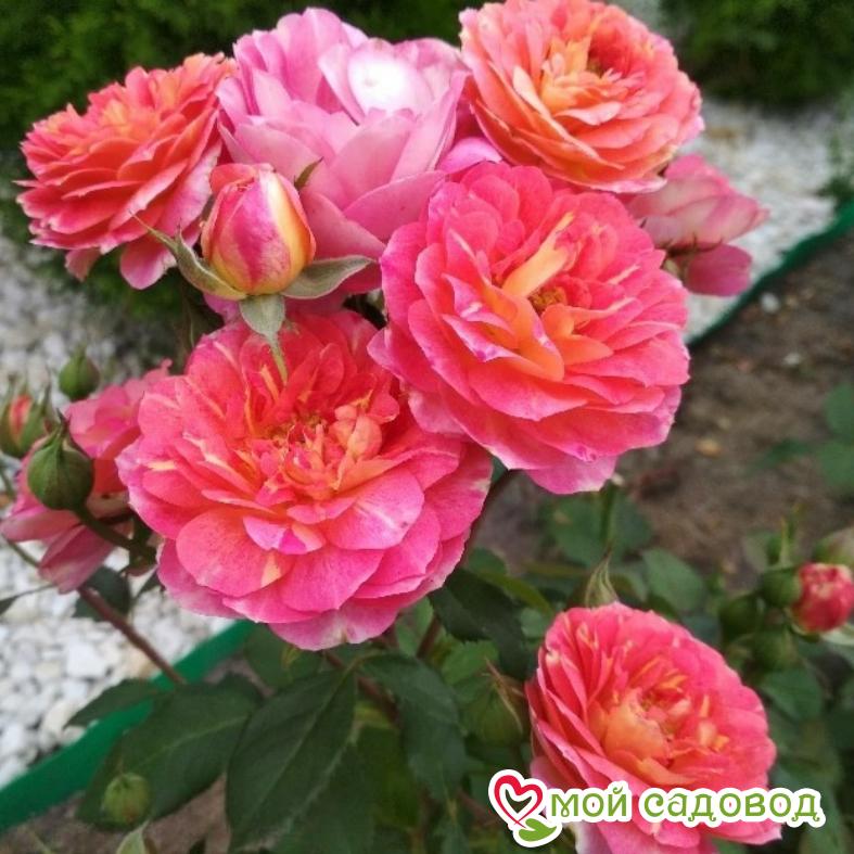 Роза Лес Потес де Бедрос