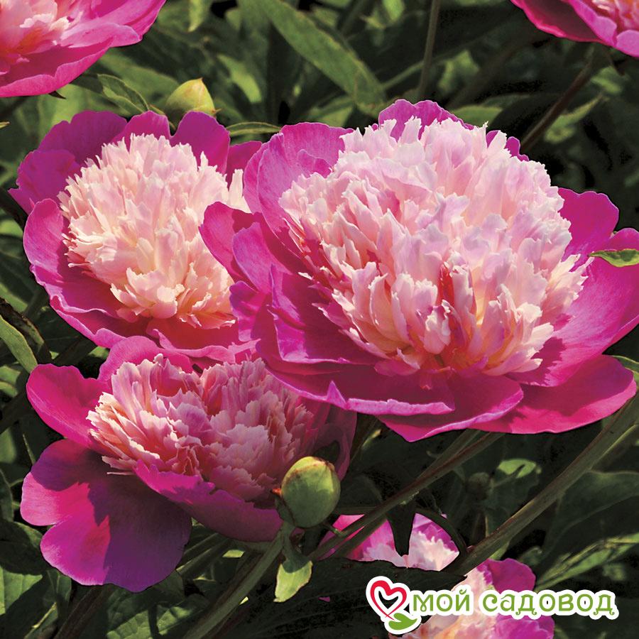 Пион травянистый Гей Пари