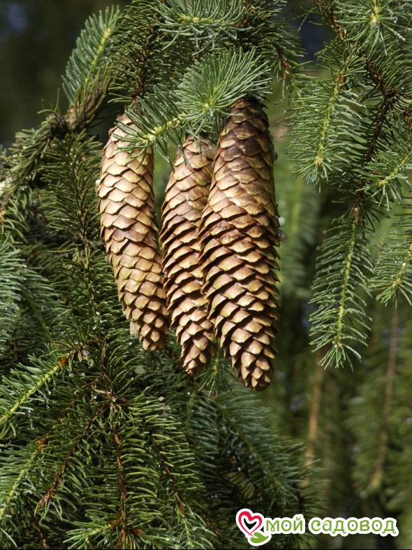 Ель обыкновенная (Picea abies)