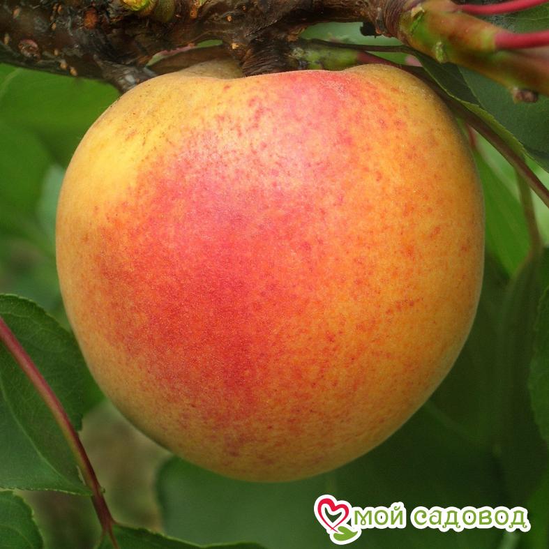 Абрикос Ветеран Севастополя