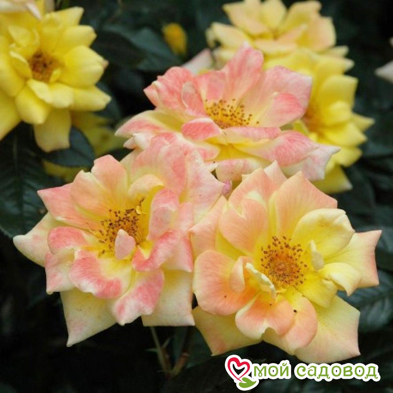 Роза Лаура Форд