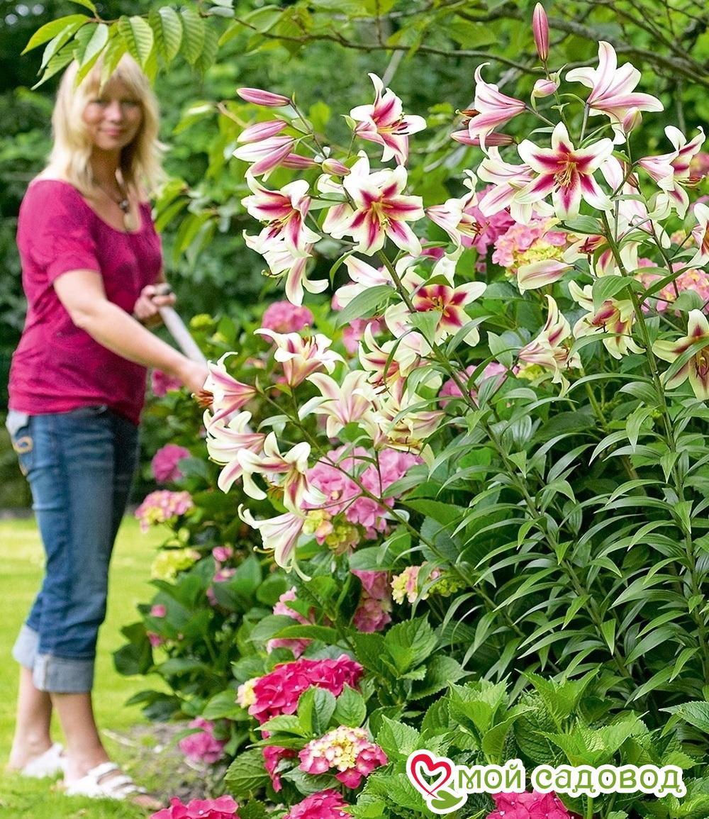 Лилия Алтари ОТ-ГИБРИД