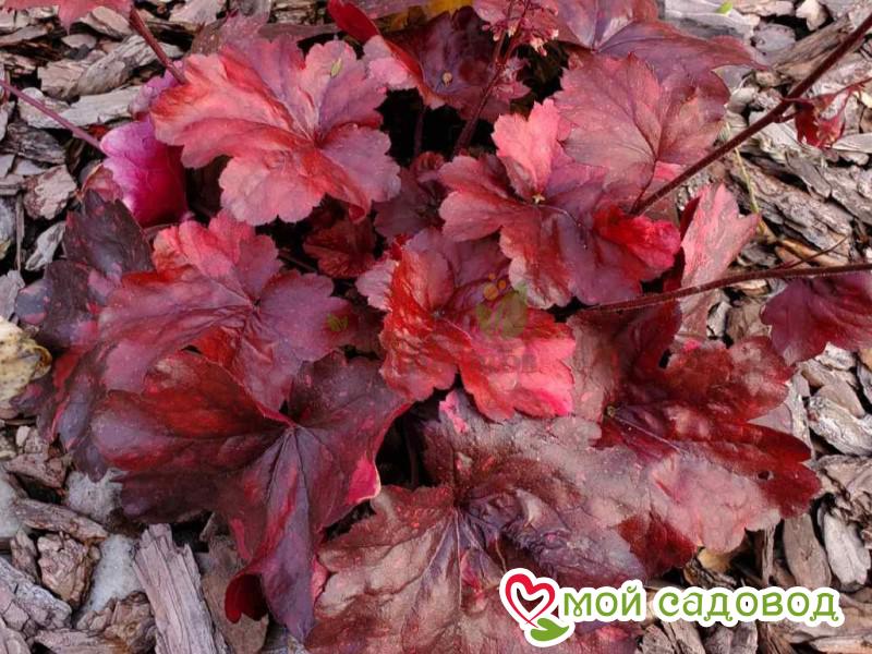 Гейхера Гэлакси