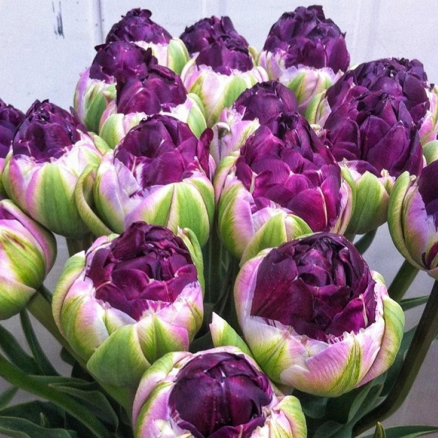 Луковичные